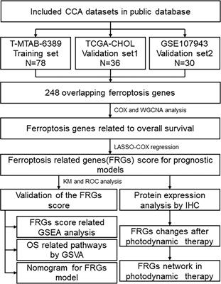 A Novel Ferroptosis-Related 4-Gene Prognostic Signature for Cholangiocarcinoma and Photodynamic Therapy